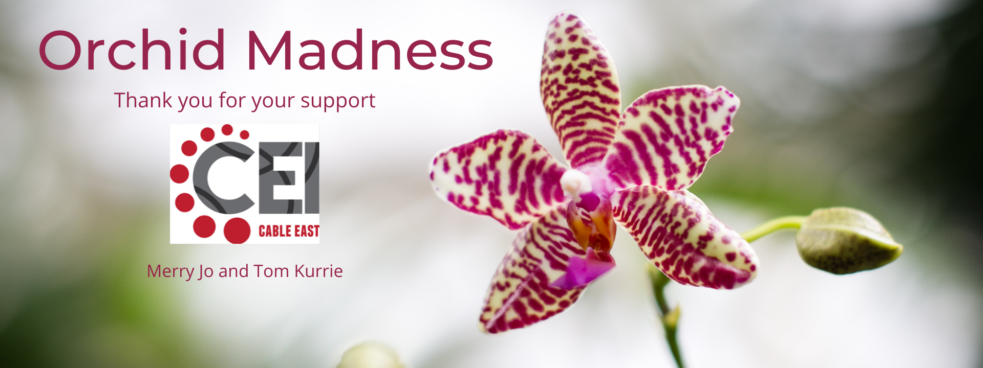 Orchid Madness web banner 2
