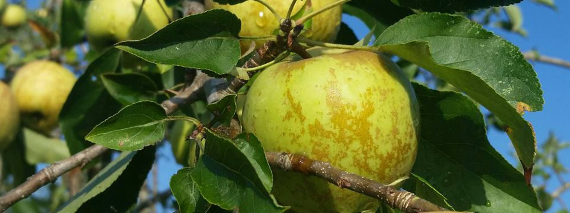 Join us for Heirloom Southern Apples: Past, Present and Future on March 23