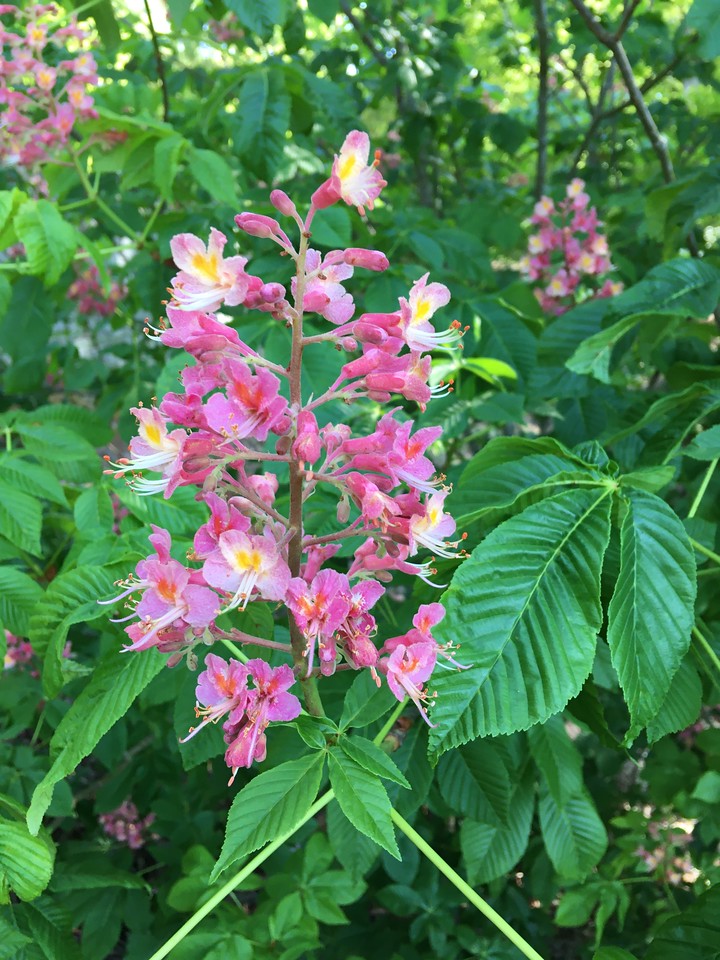 Aesculus x carnea 'Ft. McNair' - Red Horse-Chestnut