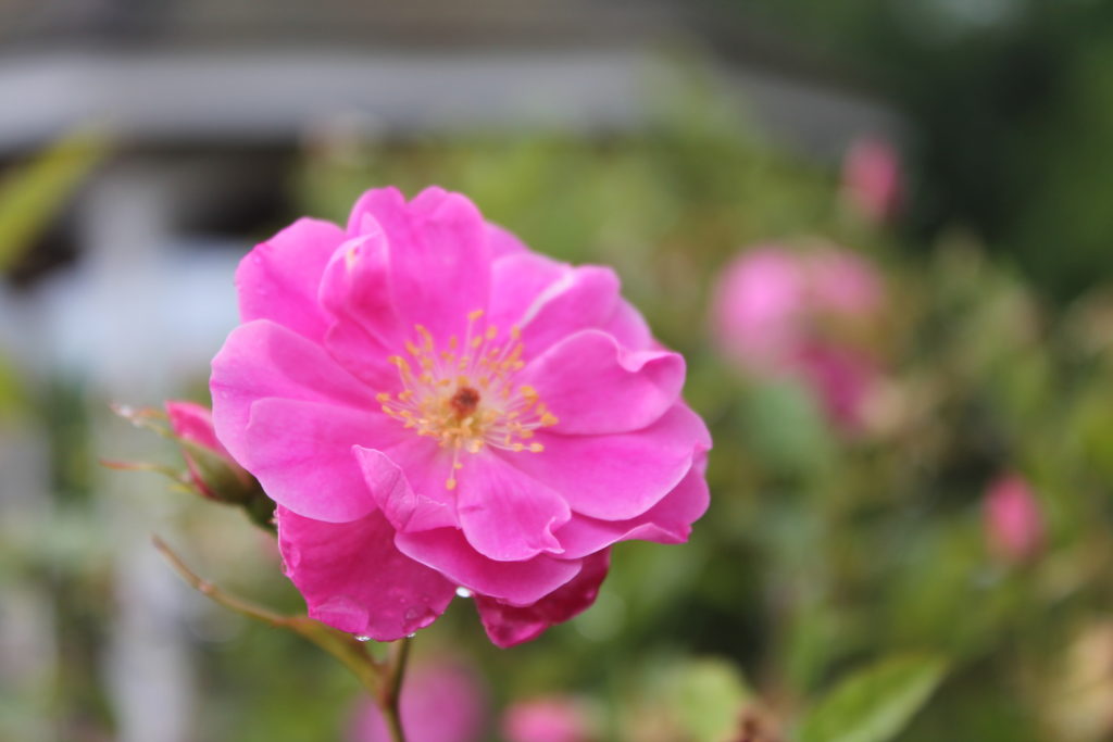 Rosa palustris - Swamp rose.JPG (2)