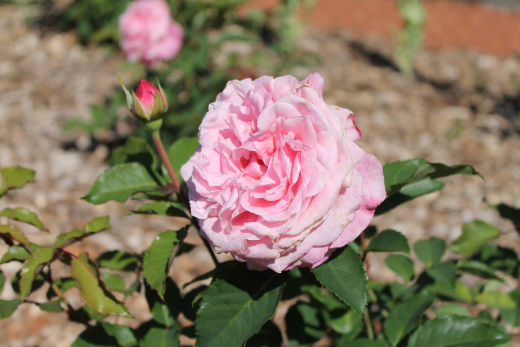 Rosa × 'Belinda's Dream' Belinda's Dream - Shrub Rose