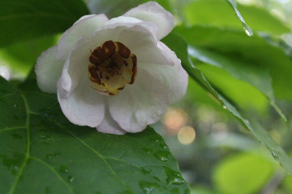 Calycanthus chinensis - Chinese sweetshrub