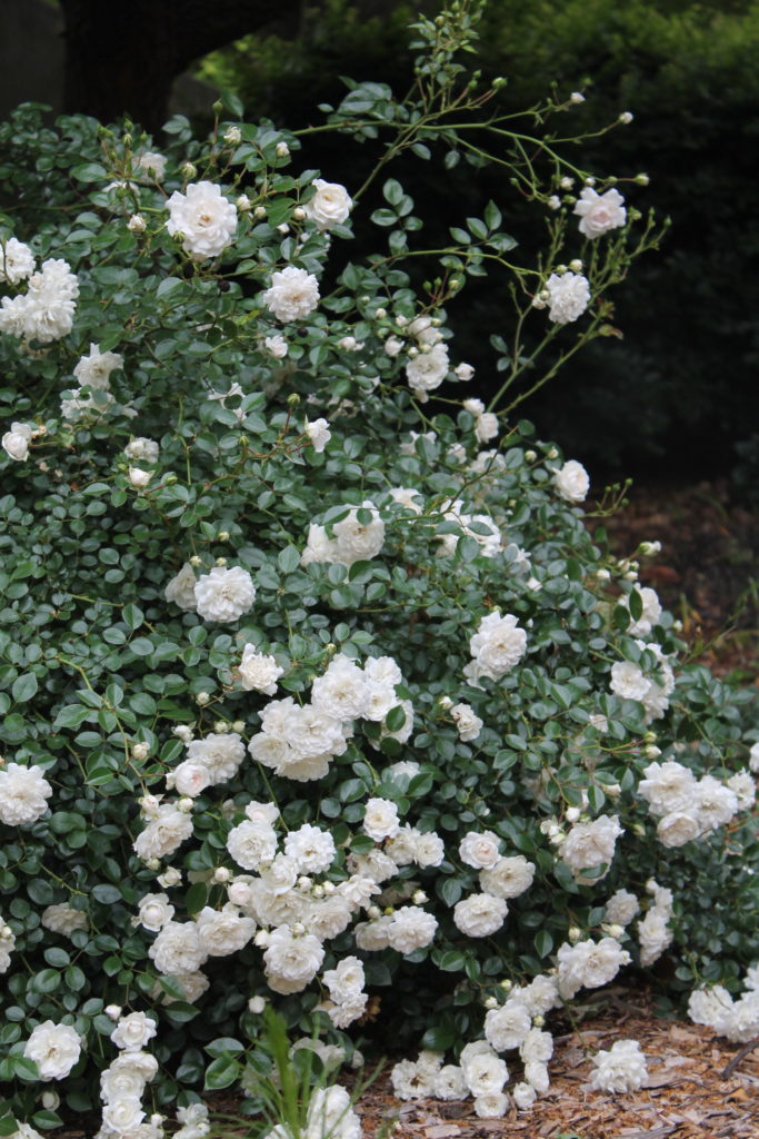 Rosa × 'White Fairy' - Rose