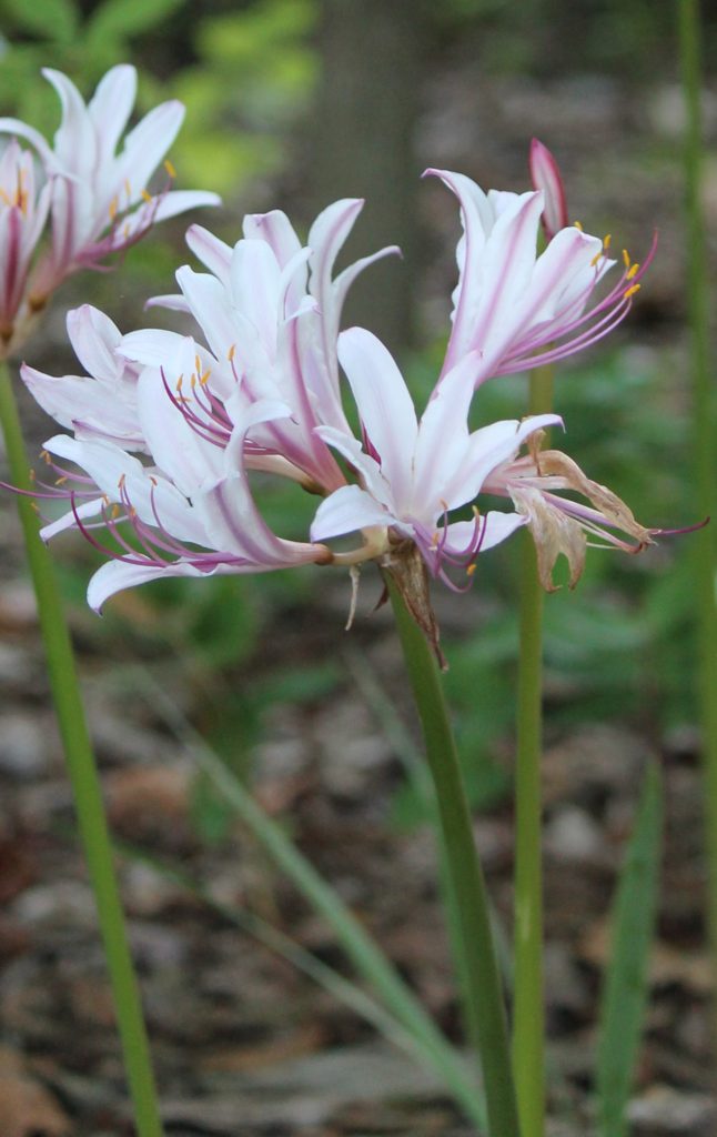 Lycoris incarnata 'Peppermint' - Spider or Suprise Lily