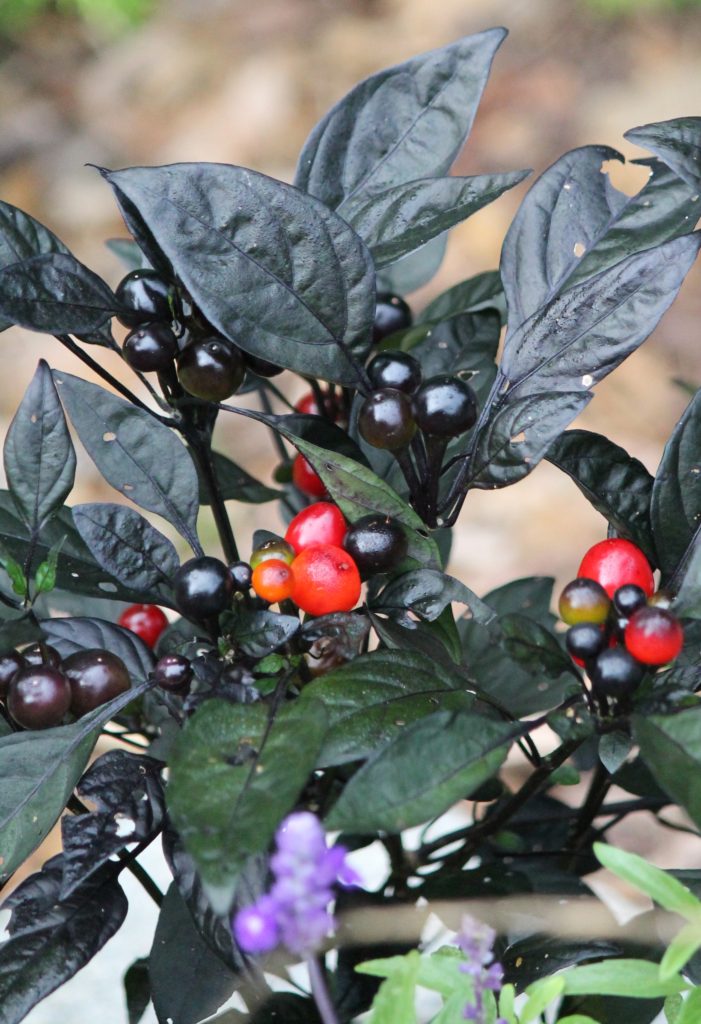 Capsicum annum 'Black Pearl' - Ornamental pepper