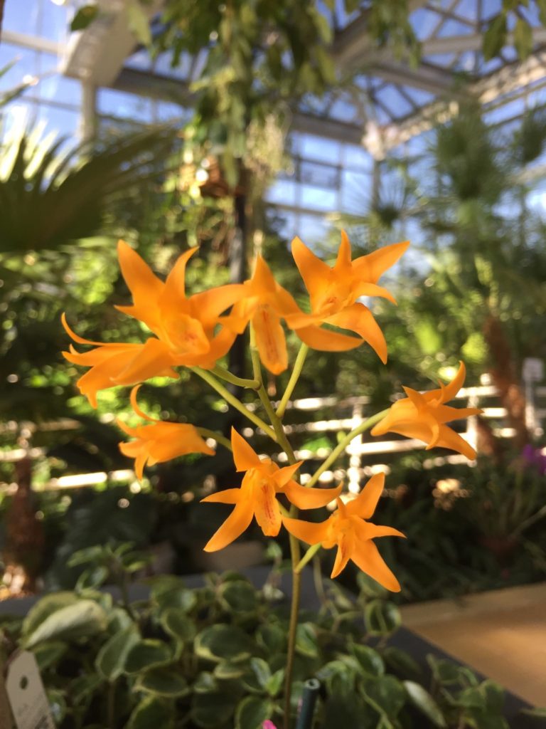 Bifrenaria vitellina × self - Orchid