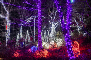 Winter WonderLights visitors travel through the frosted forest. 