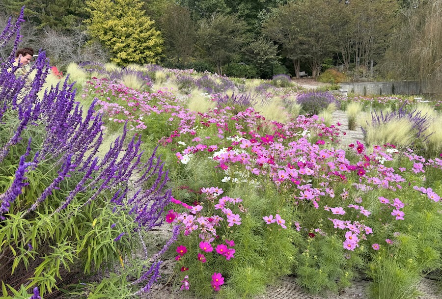 Pink and purple bloom in the hillside garden at the State Botanical Garden.