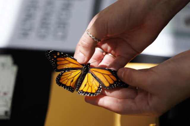 Detail of a monarch butterfly that is held by undergraduate student research technician Alexa Schultz of the Sonia Altizer lab during the Insectival at the State Botanical Garden of Georgia.