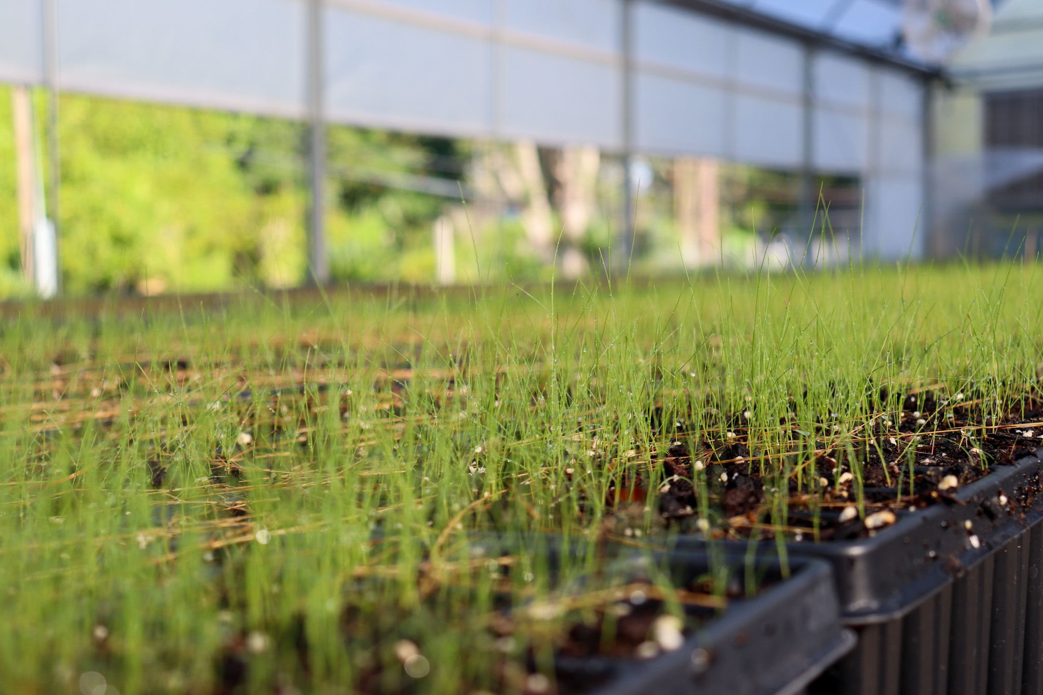 Georgia native grasses