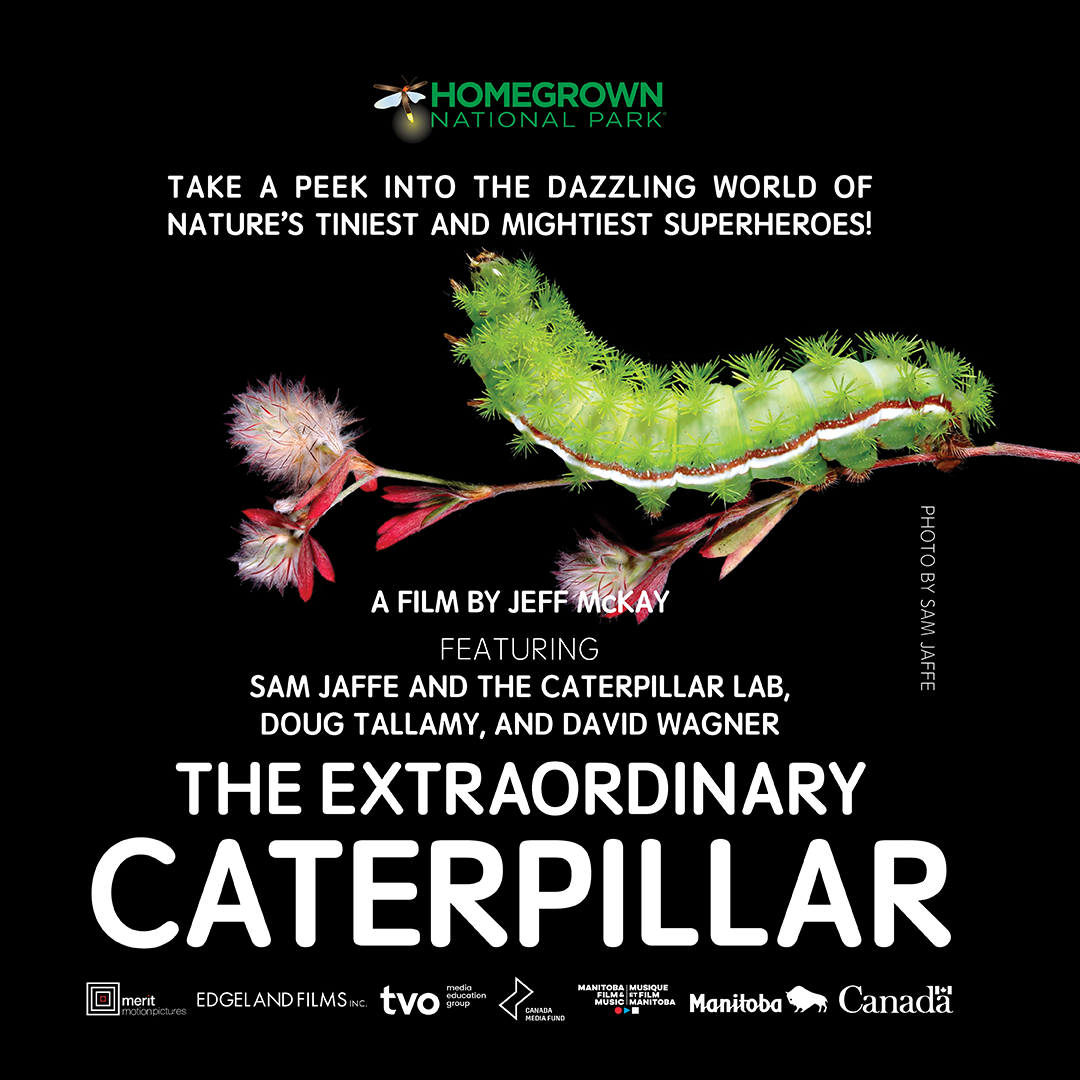 Graphic promoting the Extraordinary Caterpillar movie